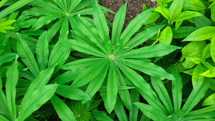Spring background of green lupine leaves on a sunny spring day. View from above