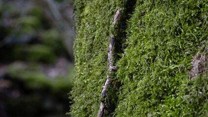 ast moos stein fels pilz natur waldbewohner pflanzen 