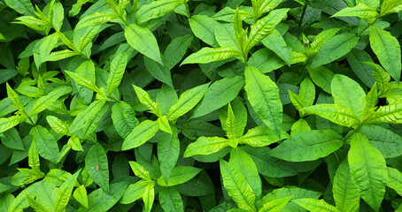 Green spring background of shoots and leaves lemon verbena.