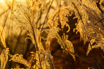 Backlit ornamental miscanthus or silvergrass turn gold at sunset - 751741482