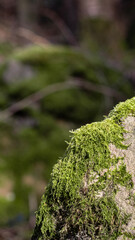 moos stein fels pilz natur waldbewohner pflanzen 