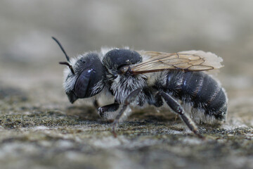 Closeup on a blue-eyed female Bisulcate Small-Mason solitary bee, Hoplitis bisulca sitting on wood