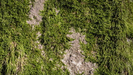 moos stein fels pilz natur waldbewohner pflanzen 