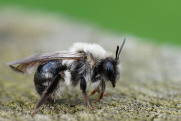 Closeup on a Gray-backed mining bee, Andrena vaga infected by a Stylops ater, sitting on wood