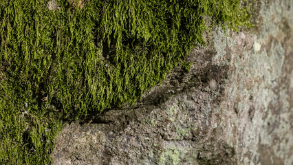 moos stein fels pilz natur waldbewohner pflanzen 