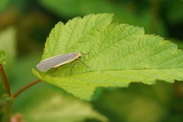 Closeup of a orange yellow, common footman moth, Eilema lurideola sitting on a green leaf