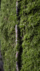 ast moos stein fels pilz natur waldbewohner pflanzen 