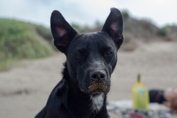 Retrato de perro negro en la playa