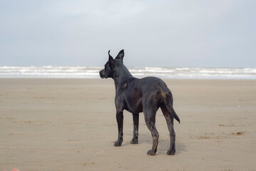 Perro negro en la playa