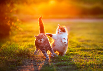 two cute cats play and fight on a green sunny meadow in the village in spring