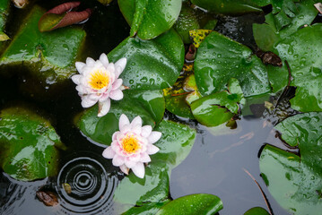 Estanque con flores de loto en la lluvia