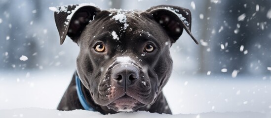A black Pit Bull Retriever is lying down on the snowy ground, blending in with the white surroundings. The dogs fur contrasts vividly against the snow, creating a striking image of winter.