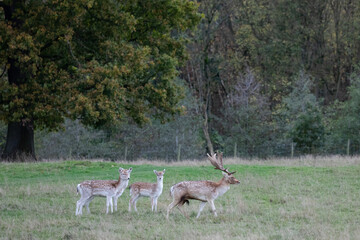 A fallow deer stag protecting it's herd.