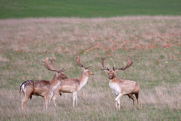 A trio of fallow deer stag in the grassy plains around Bakewell, England. 