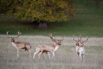 Four majestic fallow deer stag stare ahead. 