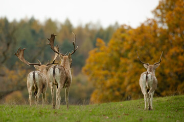 A trio of fallow deer stag walking away into the autumn coloured foliage.