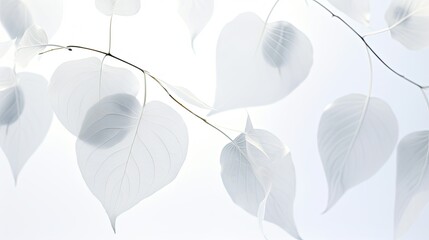 nature white leaves background