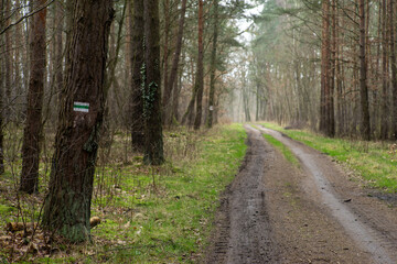 Leśna droga z wyraźnie zaznaczonym piktogramem oznaczającym turystyczny szlak pieszy - obrazy, fototapety, plakaty