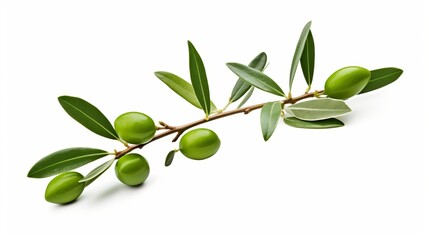 An olive tree branch with green leaves, isolated against a white background, complete with a clipping path.