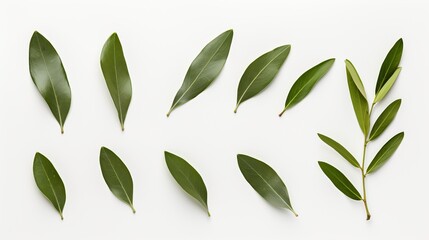 Fototapeta premium An olive branch with leaves isolated on a white background.
