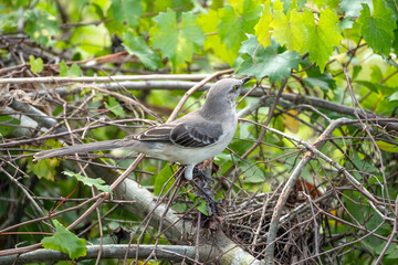 A Northern mockingbird bird perched on a tree branch