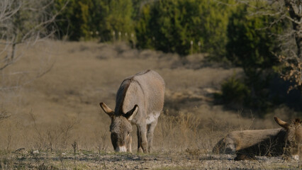 Miniature donkey grazing in dry Texas winter landscape on farm. - 751752455