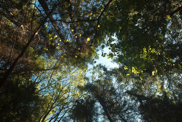 korona drzew w perspektywie w słoneczny dzień latem