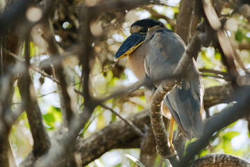 Garza cucharón