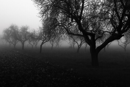 Misty orchard with bare trees in monochrome