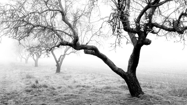 Misty orchard with barren trees on a gloomy day