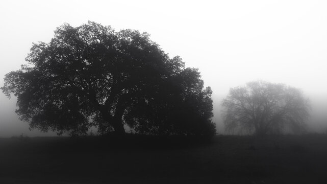 Fototapeta Serene trees in foggy landscape, black and white photo