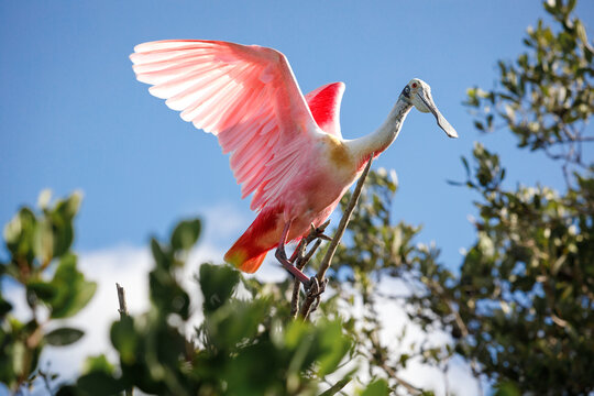 Esp&aacute;tula rosada en los mangles de Yucat&aacute;n