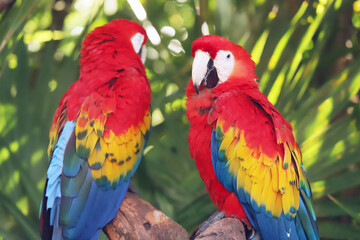Ara chloroptera South American parrot, a member of a large group of Neotropical parrots called macaws