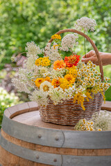 Układanie letnich, kolorowych kwiatów w koszyku wiklinowym. Cynie