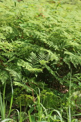 fern in the forest
