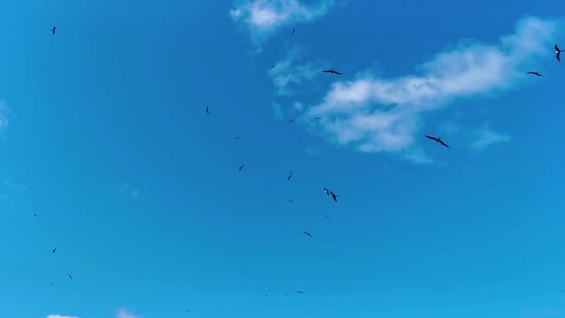 Fregat birds flock fly blue sky background Contoy island Mexico.