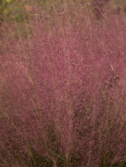 Natural background. Ornamental grass flowers texture and pattern. Closeup view of Muhlenbergia capillaris, also known as Pink Muhly Grass, pink flowers blooming in the garden in spring.	
