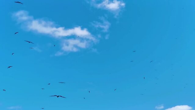 Fregat birds flock fly blue sky background Contoy island Mexico.
