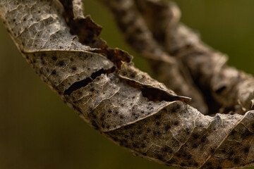 A close-up, selective focus on a brown leaf suspended
