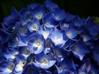 Blue sepals of Hydrangea macrophylla flowers, close up