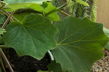 Flora. Bushes. Closeup view of a Senecio petasitis, also known as Velvet Groundsel, red flower buds and beautiful green leaves foliage and texture, growing in a pot.