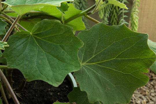 Flora. Bushes. Closeup view of a Senecio petasitis, also known as Velvet Groundsel, red flower buds and beautiful green leaves foliage and texture, growing in a pot.
