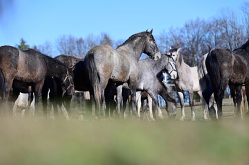 Lipizzaner stud farm in Piber in Styria