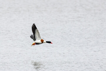 Close up of a Shelduck, Tadorna tadorna, flying with upright wings above the gray water surface, with beautiful red beak and rusty brown neck and breast feathers