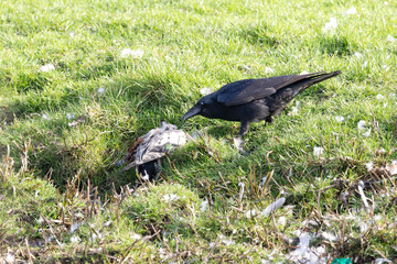 Close up of a Carrion Crow, Corvus corone, foraging on the fresh carcass of a Wigeon, Mareca penelope,