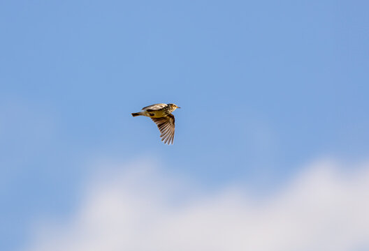 Flying Woodlark, Lullula arborea, in the bright and warm light of sunrise against background with blue sky and light cloud