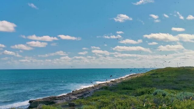 Fregat birds flock fly blue sky background Contoy island Mexico.