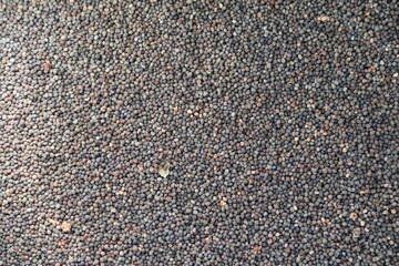 Close-up of scattered small poppy seeds