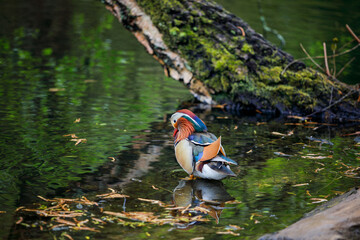 Colorful mandarin duck in a lush greenery, Richmond park, London