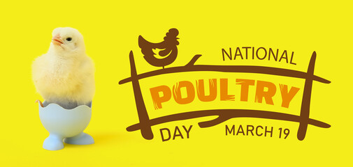 Egg holder with cute little chick on yellow background